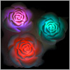 Voir la fiche produit de Roses Osiris